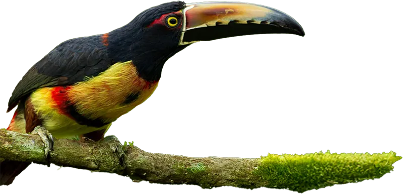 Tucan
